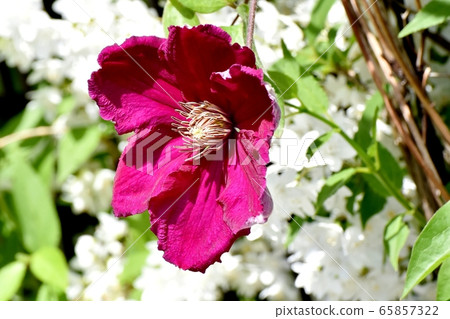 紅紫色鐵線蓮（Tessen）在三鷹中原盛開 65857322