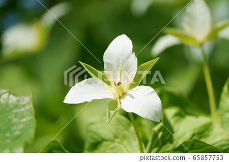 Lizard serrata "Yamano grass" 65857753