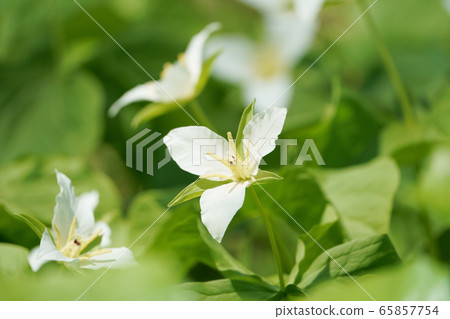 Lizard serrata "Yamano grass" 65857754