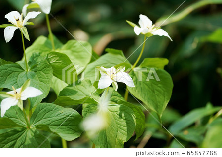 Lizard serrata "Yamano grass" 65857788