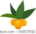 Loquat loquat loquat fruit 65857932