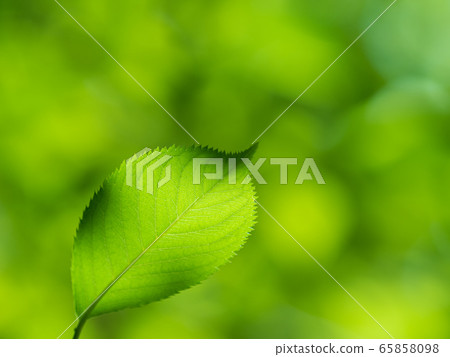 櫻花的青葉在光下 65858098