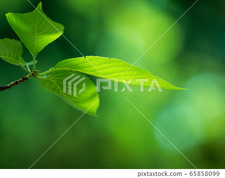 五月的光芒照耀的櫻花幼葉 五月的光芒照耀的櫻花幼葉 65858099
