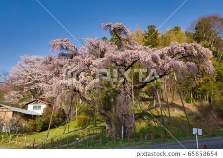 The red crown Jizoku cherry tree 65858654