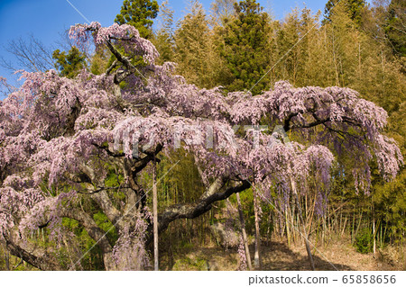 The red crown Jizoku cherry tree 65858656