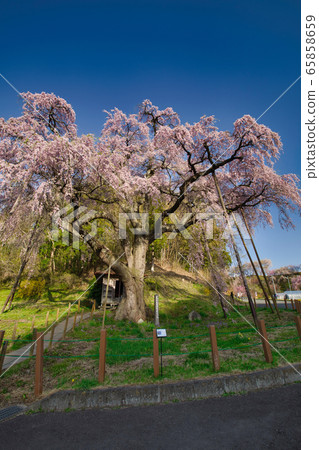 The red crown Jizoku cherry tree 65858659