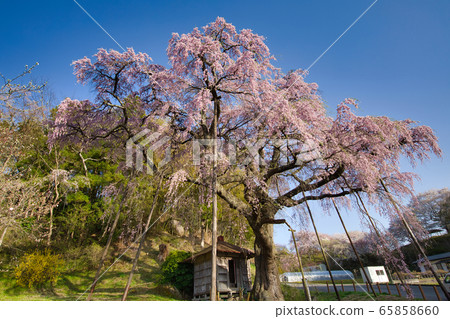 The red crown Jizoku cherry tree The red crown Jizoku cherry tree 65858660