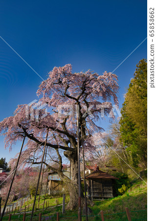The red crown Jizoku cherry tree The red crown Jizoku cherry tree 65858662