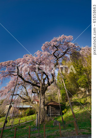 The red crown Jizoku cherry tree The red crown Jizoku cherry tree 65858663