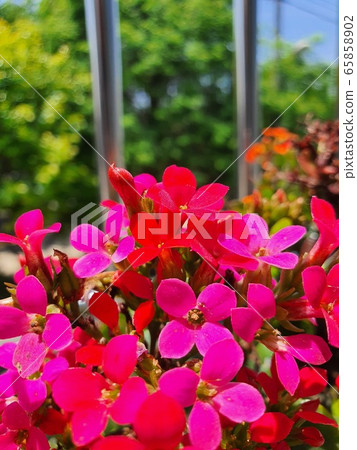 Veranda Veranda 65858902