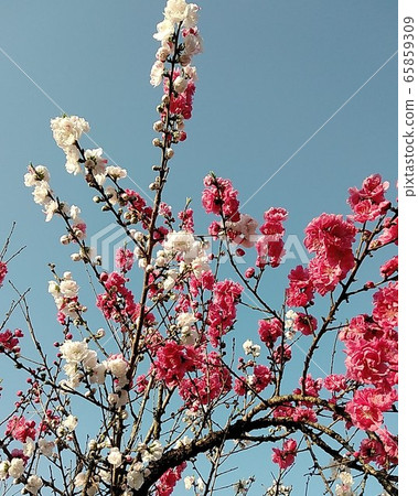 紅白花桃花 照片素材 圖片 圖庫