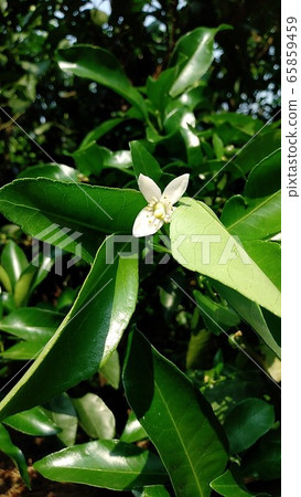 Mandarin orange flowers Mandarin orange flowers 65859459