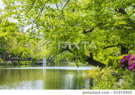 Shakujii公園 65859809