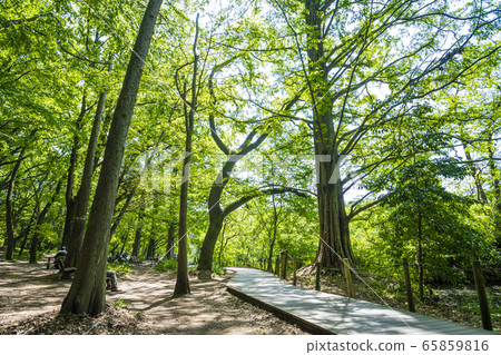 Shakujii Park 65859816