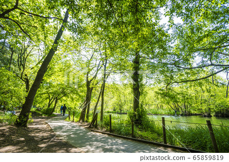 Shakujii Park 65859819