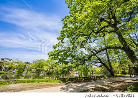 Shakujii Park 65859821
