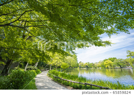 Shakujii Park Shakujii Park 65859824