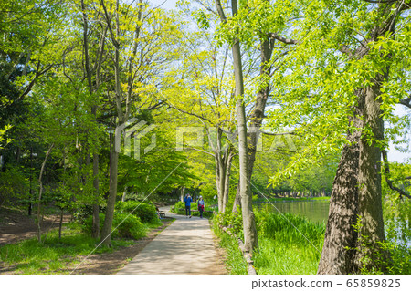 Shakujii公園 65859825