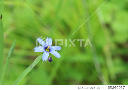 Airoi Niisakusu 靛藍花園土 照片素材 圖片 圖庫