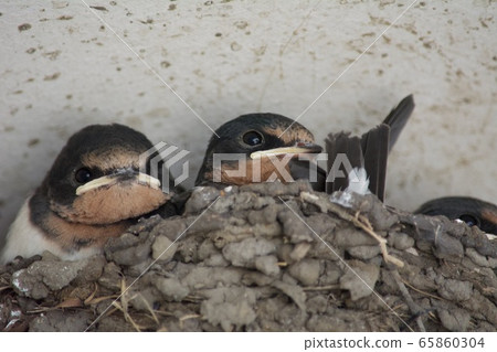 吞下燕子 65860304