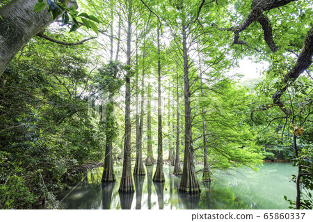 Fantastic fallwood pine forest 65860337