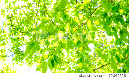 Fresh green 65860338