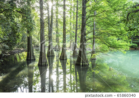 Fantastic fallwood pine forest Fantastic fallwood pine forest 65860340