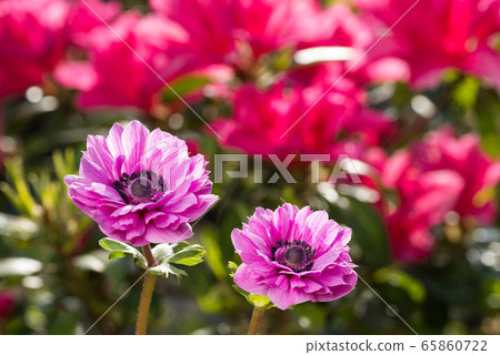 Red-purple anemone flowers with dark pink azaleas in the background 65860722