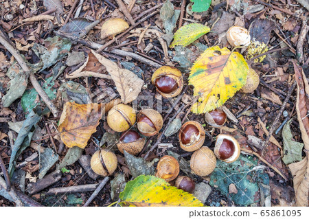 Toch nuts Toch nuts 65861095
