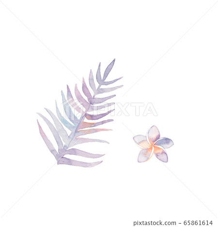 棕櫚葉和雞蛋花材料 65861614