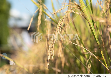 beautiful paddy rice and leaf in plant field ready 65861678