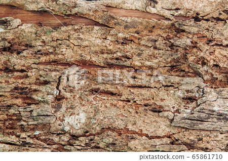 Close up rough texture of Merkus pine or Sumatran tree bark Close up rough texture of Merkus pine or Sumatran tree bark 65861710