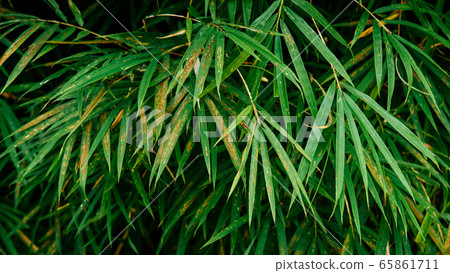 Very green fresh tropical bamboo leaves background Very green fresh tropical bamboo leaves background 65861711