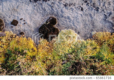 Green fresh moss growing on stone in tropical forest Green fresh moss growing on stone in tropical forest 65861716
