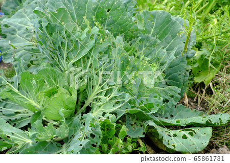 Leaf of cabbage eaten by insects Leaf of cabbage eaten by insects 65861781
