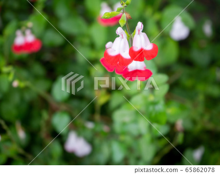 可愛的櫻桃鼠尾草紅色和白色的花朵 65862078