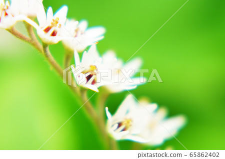 Japanese crane "plant" 65862402