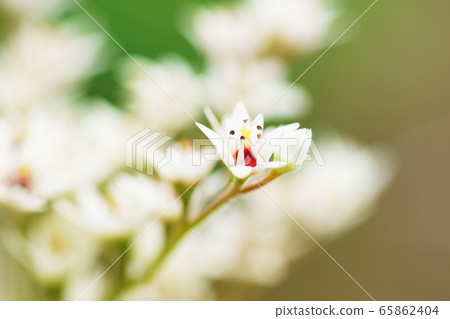 Japanese crane "plant" 65862404