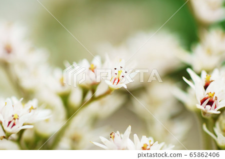 Japanese crane "plant" 65862406