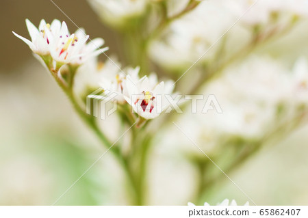 Japanese crane "plant" Japanese crane "plant" 65862407