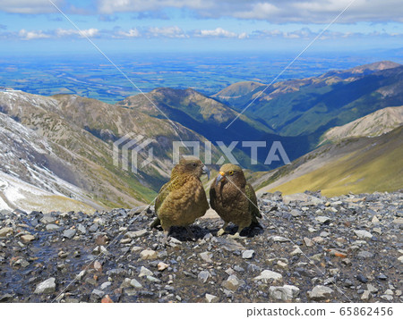 Care (Miya parrot) 65862456