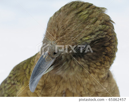 Care (Miya parrot) Care (Miya parrot) 65862457