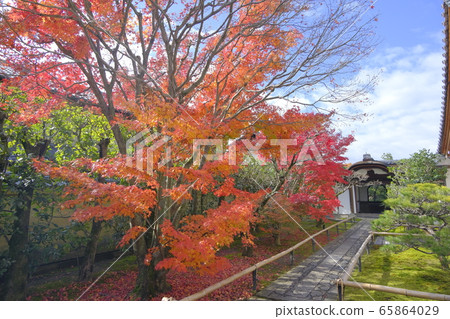Daitokuji Tou Koukoin's autumn leaves Daitokuji Tou Koukoin's autumn leaves 65864029