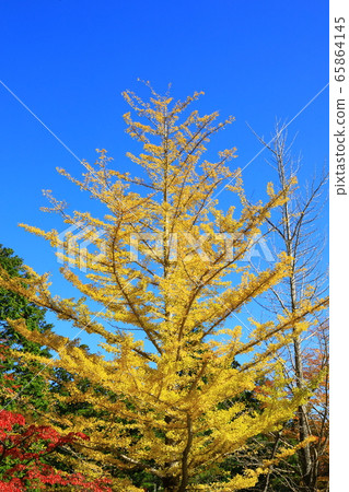 Koyasan blue sky and autumn leaves of the approach Ginkgo tree 65864145