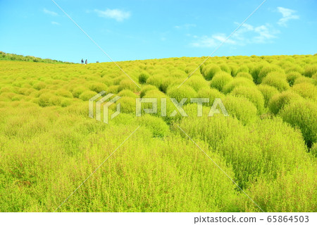 Summer Kokia 65864503