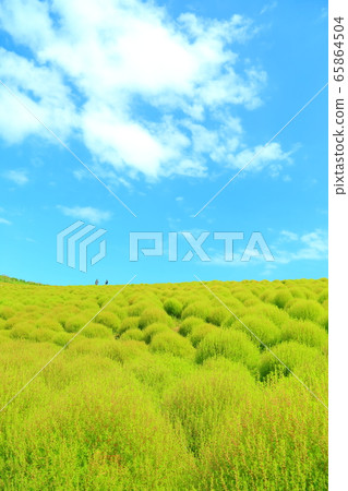 Summer view hill 65864504