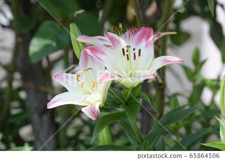 Lily of flowers 65864506