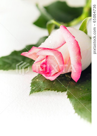 White rose bud White rose bud 65864736