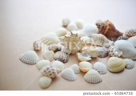 Seashell Seashell 65864738