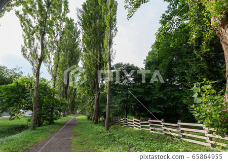 Hokkaido early summer Hokkaido University poplar row of trees 65864955